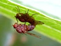 Sample 6 – Fly