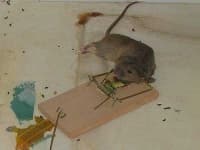 Sample 6 – Mousetrap