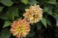 Sample 1 – Pink yellow dahlia