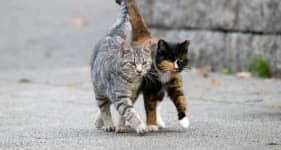 Sample 6 – Feral cats
