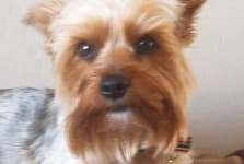 Sample 2 – Yorkshire terrier