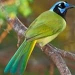 Sample 5 – Green jay