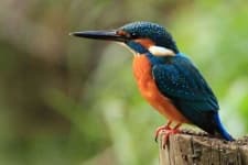 Sample 4 – Kingfisher