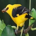 Sample 4 – Eurasian golden oriole