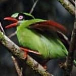 Sample 4 – Green magpie
