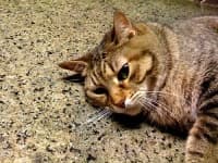 Sample 2 – Egyptian cat