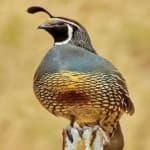 Sample 5 – Gambels quail