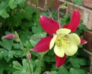 Sample 5 – Columbine