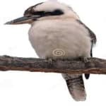 Sample 3 – Kookaburra