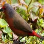 Sample 3 – African firefinch