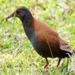 Sample 2 – Black tail crake
