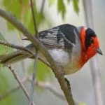 Sample 1 – Red faced warbler