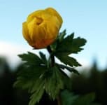 Sample 6 – Globe flower