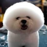 Sample 6 – Bichon frise
