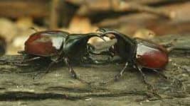 Sample 2 – Beetle