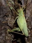 Sample 4 – Cricket