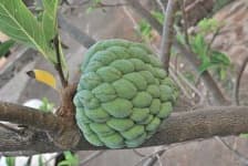 Sample 1 – Custard apple