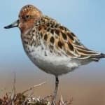 Sample 4 – Spoon biled sandpiper