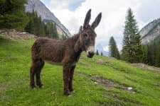 Sample 6 – Donkey