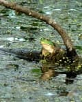 Sample 6 – Bullfrog