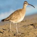 Sample 3 – Whimbrel