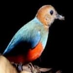 Sample 6 – Red bellied pitta