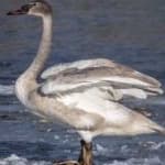 Sample 2 – Trumpter swan