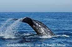 Sample 2 – Grey whale