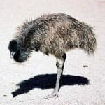 Sample 5 – Emu