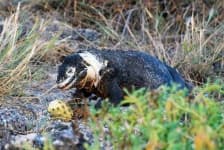 Sample 3 – Common iguana
