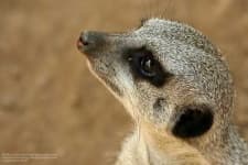 Sample 2 – Meerkat