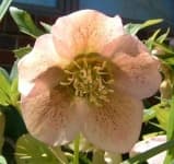 Sample 1 – Lenten rose