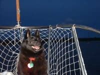 Sample 4 – Schipperke