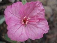 Sample of Pink primrose