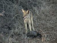 Sample 2 – Fox