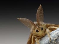 Sample 6 – Moth