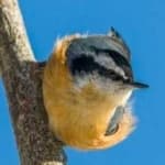 Sample 1 – Crested nuthatch