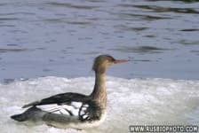 Sample 6 – Red breasted merganser