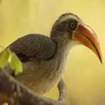 Sample 5 – Malabar hornbill