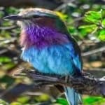 Sample 2 – Lilac roller