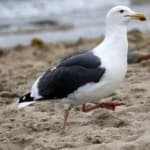Sample 5 – California gull