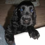 Sample 5 – Cocker spaniel