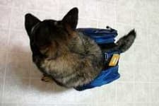 Sample 5 – Norwegian elkhound