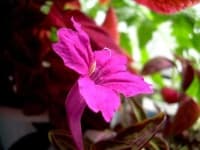 Sample 5 – Mexican petunia