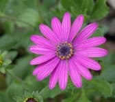 Sample 5 – Osteospermum
