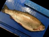 Sample 6 – Trout