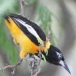 Sample 6 – Venezuelian troupial