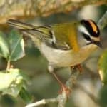 Sample 4 – Common firecrest