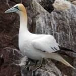Sample 1 – Northern gannet