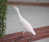 Sample 3 – Ibis